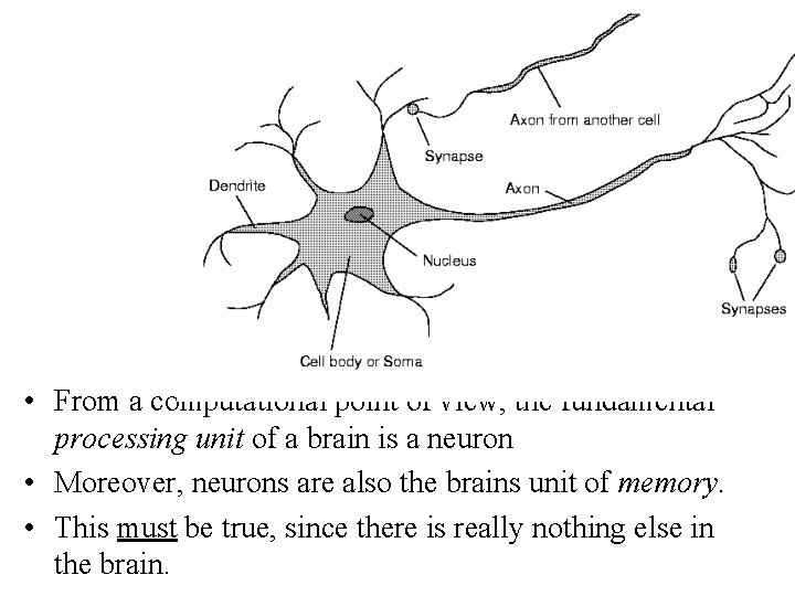  • From a computational point of view, the fundamental processing unit of a