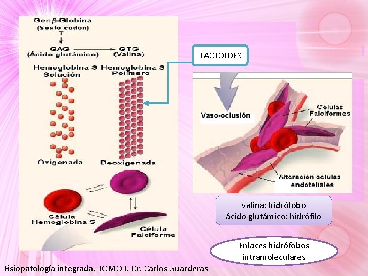 TACTOIDES valina: hidrófobo ácido glutámico: hidrófilo Enlaces hidrófobos intramoleculares Fisiopatología integrada. TOMO I. Dr. TACTOIDES valina: hidrófobo ácido glutámico: hidrófilo Enlaces hidrófobos intramoleculares Fisiopatología integrada. TOMO I. Dr.