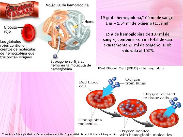15 gr de hemoglobina/100 ml de sangre 1 gr – 1. 34 ml de 15 gr de hemoglobina/100 ml de sangre 1 gr – 1. 34 ml de