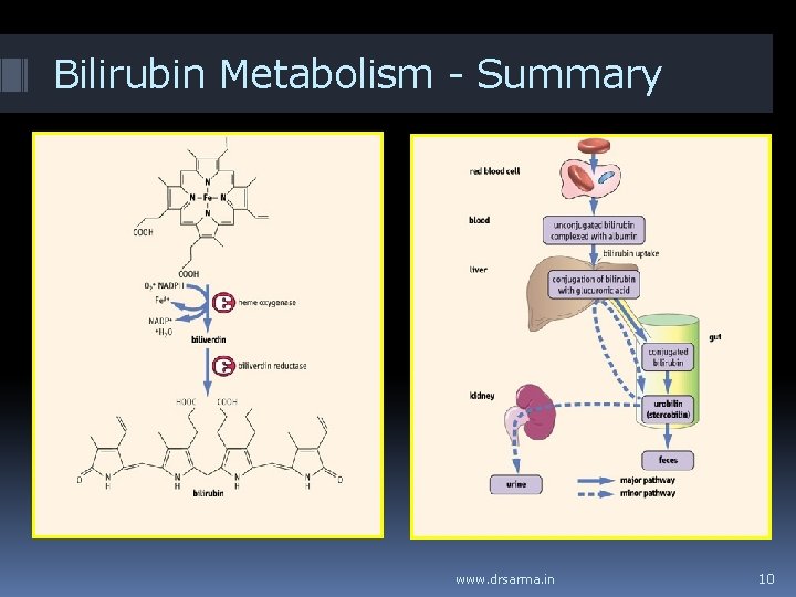 Bilirubin Metabolism - Summary www. drsarma. in 10 Bilirubin Metabolism - Summary www. drsarma. in 10