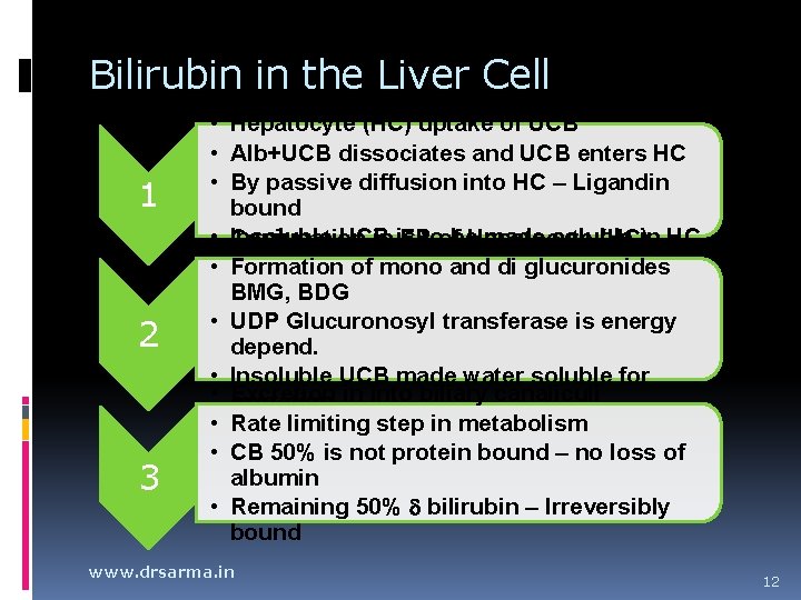 Bilirubin in the Liver Cell 1 2 3 • Hepatocyte (HC) uptake of UCB Bilirubin in the Liver Cell 1 2 3 • Hepatocyte (HC) uptake of UCB
