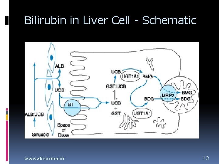 Bilirubin in Liver Cell - Schematic www. drsarma. in 13 Bilirubin in Liver Cell - Schematic www. drsarma. in 13