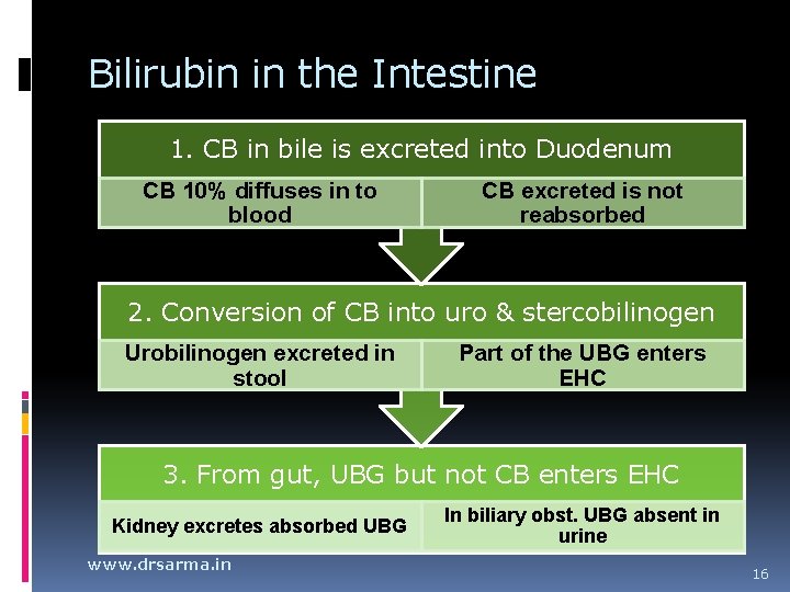 Bilirubin in the Intestine 1. CB in bile is excreted into Duodenum CB 10% Bilirubin in the Intestine 1. CB in bile is excreted into Duodenum CB 10%