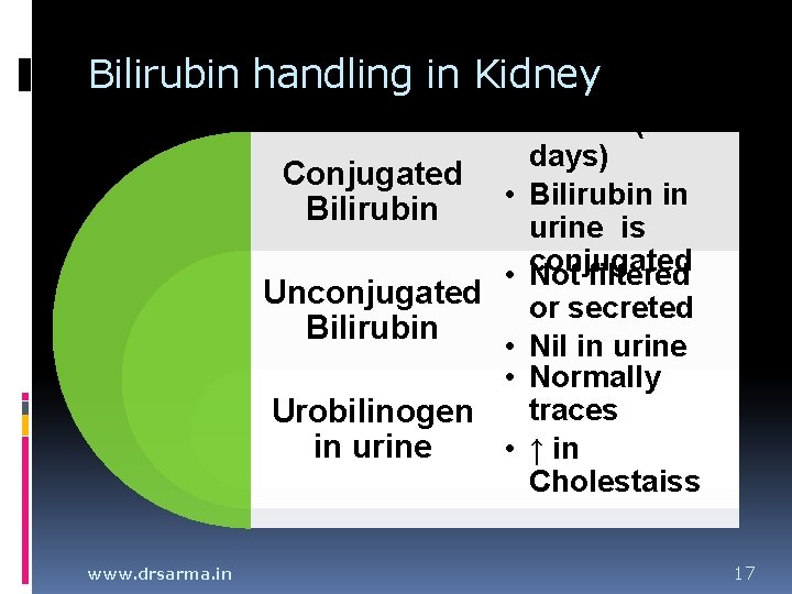 Bilirubin handling in Kidney • Bound (20 days) Conjugated • Bilirubin in Bilirubin urine Bilirubin handling in Kidney • Bound (20 days) Conjugated • Bilirubin in Bilirubin urine