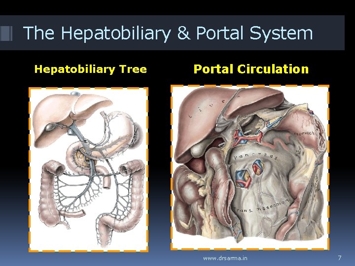 The Hepatobiliary & Portal System Hepatobiliary Tree Portal Circulation www. drsarma. in 7 The Hepatobiliary & Portal System Hepatobiliary Tree Portal Circulation www. drsarma. in 7