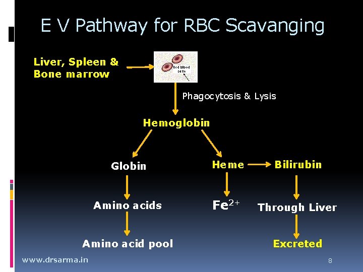 E V Pathway for RBC Scavanging Liver, Spleen & Bone marrow Phagocytosis & Lysis E V Pathway for RBC Scavanging Liver, Spleen & Bone marrow Phagocytosis & Lysis