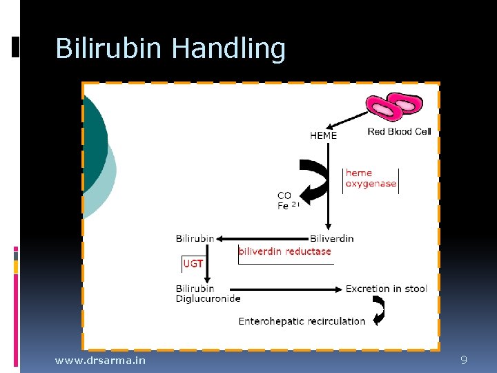 Bilirubin Handling www. drsarma. in 9 Bilirubin Handling www. drsarma. in 9