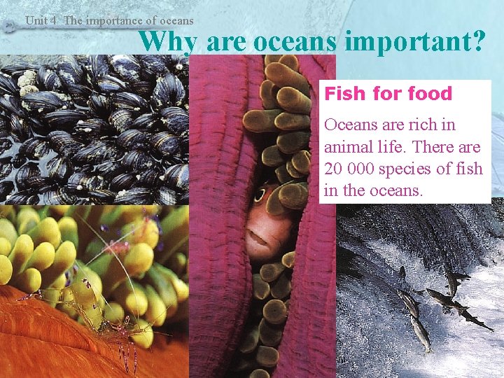 Unit 4 The importance of oceans Why are oceans important? Fish for food Oceans