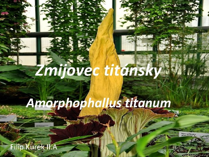 Zmijovec titánsky Amorphophallus titanum Filip Kurek II. A 