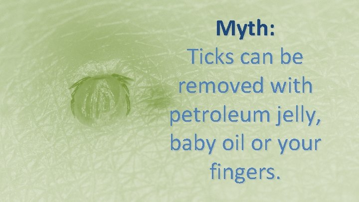 Myth: Ticks can be removed with petroleum jelly, baby oil or your fingers. 