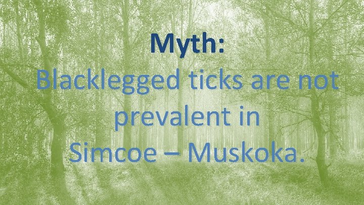 Myth: Blacklegged ticks are not prevalent in Simcoe – Muskoka. 