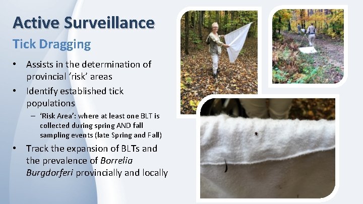 Active Surveillance Tick Dragging • Assists in the determination of provincial ‘risk’ areas •