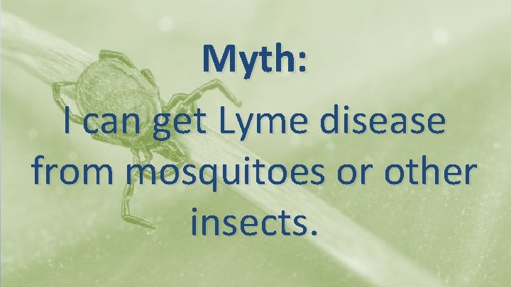 Myth: I can get Lyme disease from mosquitoes or other insects. 