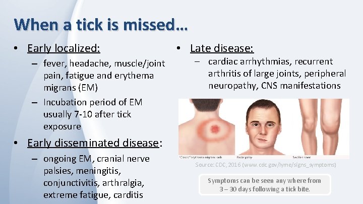 When a tick is missed… • Early localized: – fever, headache, muscle/joint pain, fatigue