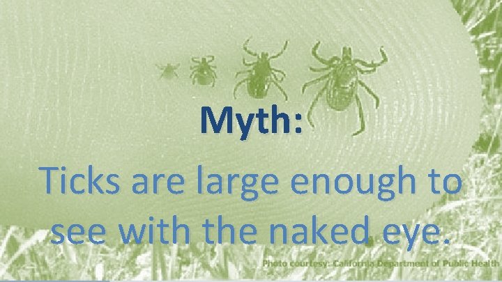 Myth: Ticks are large enough to see with the naked eye. 