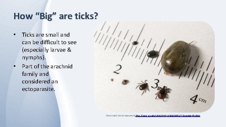 How “Big” are ticks? • Ticks are small and can be difficult to see