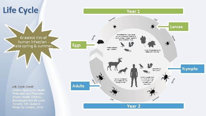 Life Cycle Year 1 Larvae Greatest risk of human infection late spring & summer.