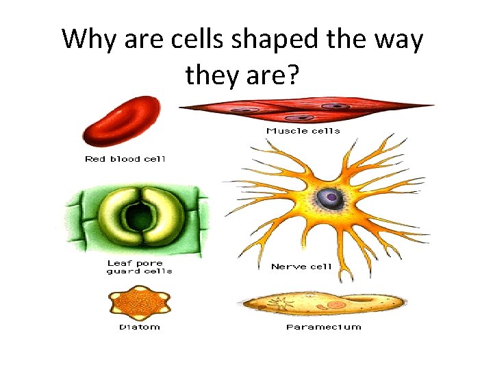 Why are cells shaped the way they are? Why are cells shaped the way they are?