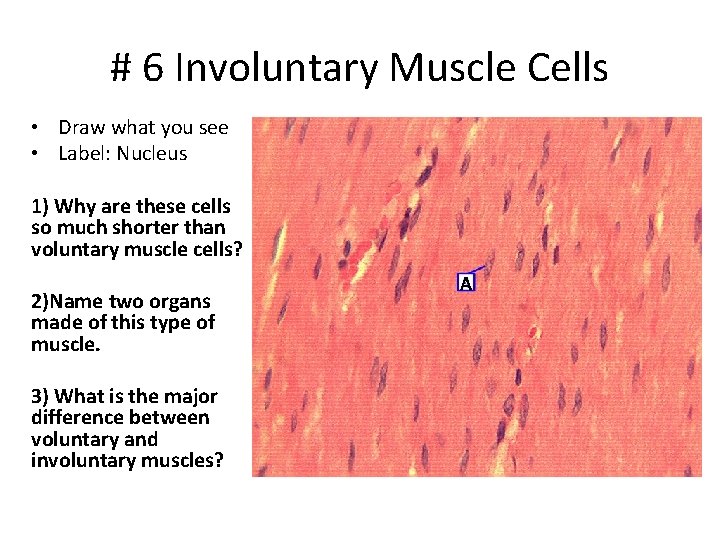 # 6 Involuntary Muscle Cells • Draw what you see • Label: Nucleus 1) # 6 Involuntary Muscle Cells • Draw what you see • Label: Nucleus 1)
