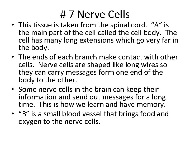 # 7 Nerve Cells • This tissue is taken from the spinal cord. “A” # 7 Nerve Cells • This tissue is taken from the spinal cord. “A”