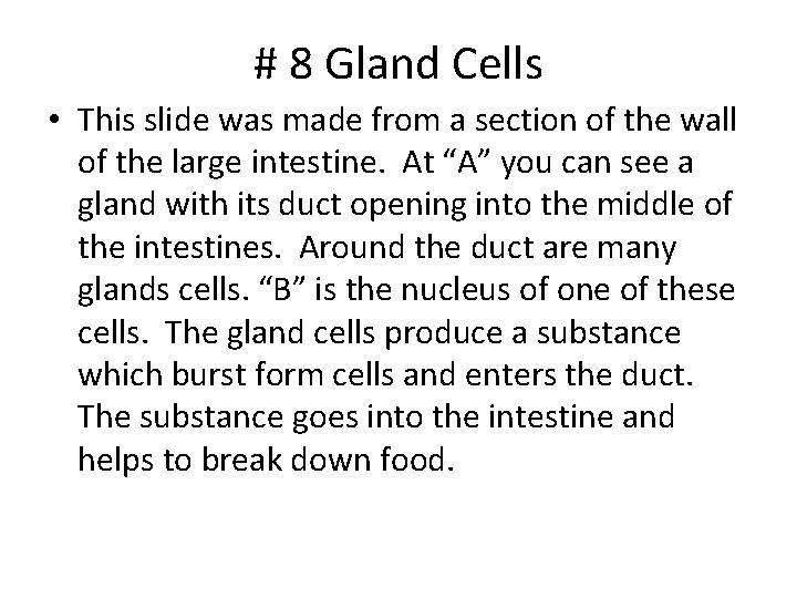 # 8 Gland Cells • This slide was made from a section of the # 8 Gland Cells • This slide was made from a section of the