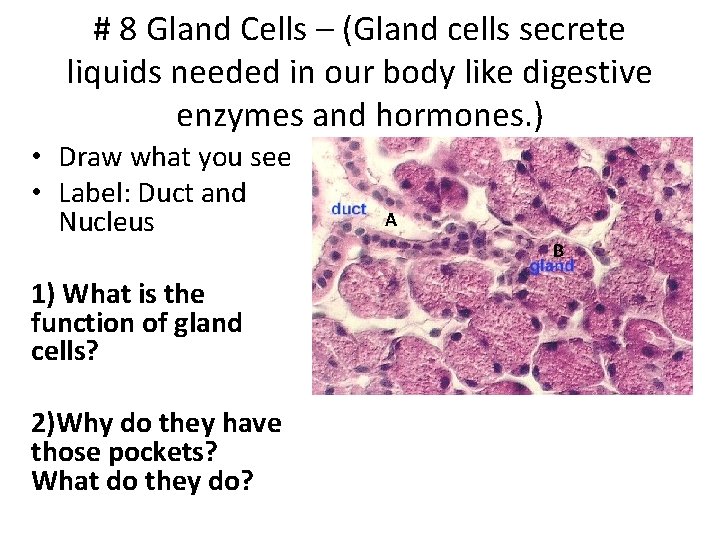 # 8 Gland Cells – (Gland cells secrete liquids needed in our body like # 8 Gland Cells – (Gland cells secrete liquids needed in our body like