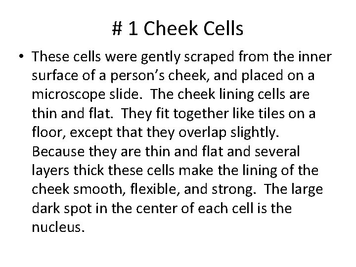 # 1 Cheek Cells • These cells were gently scraped from the inner surface # 1 Cheek Cells • These cells were gently scraped from the inner surface