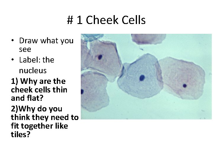 # 1 Cheek Cells • Draw what you see • Label: the nucleus 1) # 1 Cheek Cells • Draw what you see • Label: the nucleus 1)