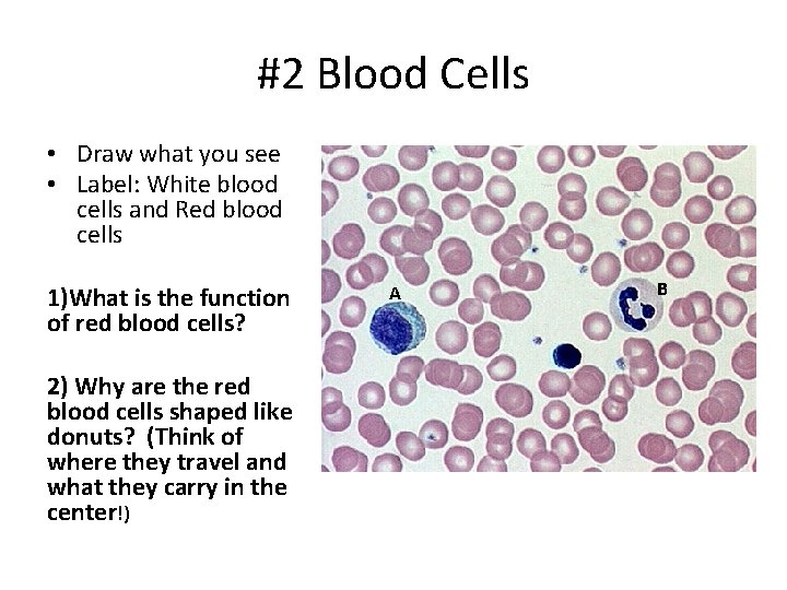 #2 Blood Cells • Draw what you see • Label: White blood cells and #2 Blood Cells • Draw what you see • Label: White blood cells and
