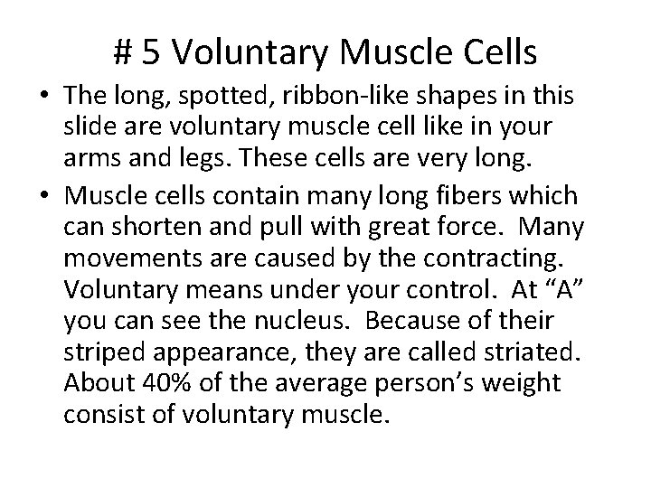 # 5 Voluntary Muscle Cells • The long, spotted, ribbon-like shapes in this slide # 5 Voluntary Muscle Cells • The long, spotted, ribbon-like shapes in this slide