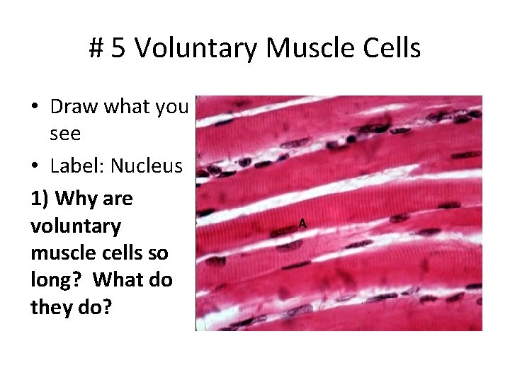 # 5 Voluntary Muscle Cells • Draw what you see • Label: Nucleus 1) # 5 Voluntary Muscle Cells • Draw what you see • Label: Nucleus 1)