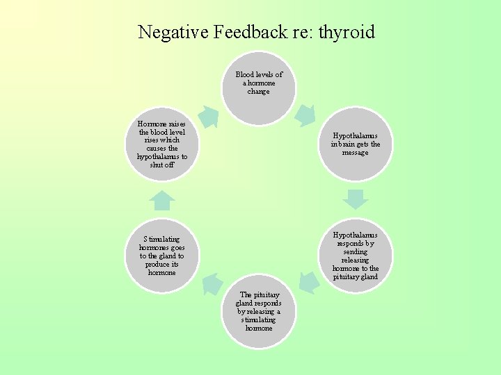 Negative Feedback re: thyroid Blood levels of a hormone change Hormone raises the blood