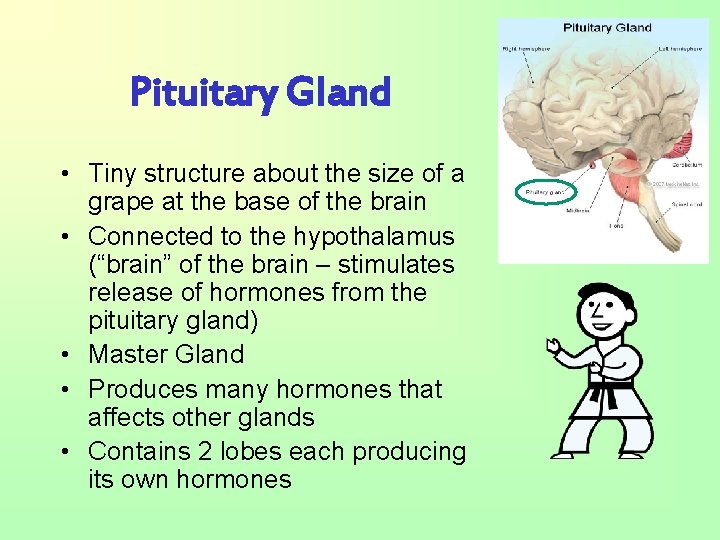 Pituitary Gland • Tiny structure about the size of a grape at the base