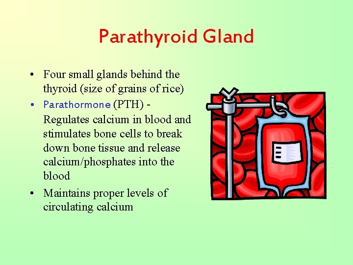 Parathyroid Gland • Four small glands behind the thyroid (size of grains of rice)