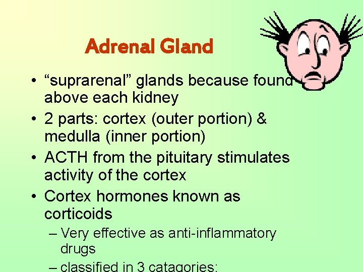 Adrenal Gland • “suprarenal” glands because found above each kidney • 2 parts: cortex