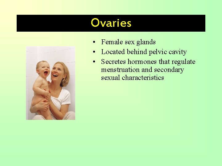 Ovaries • Female sex glands • Located behind pelvic cavity • Secretes hormones that