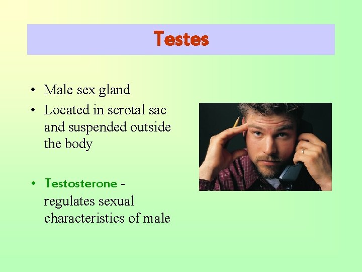 Testes • Male sex gland • Located in scrotal sac and suspended outside the