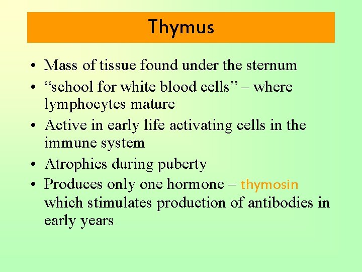 Thymus • Mass of tissue found under the sternum • “school for white blood