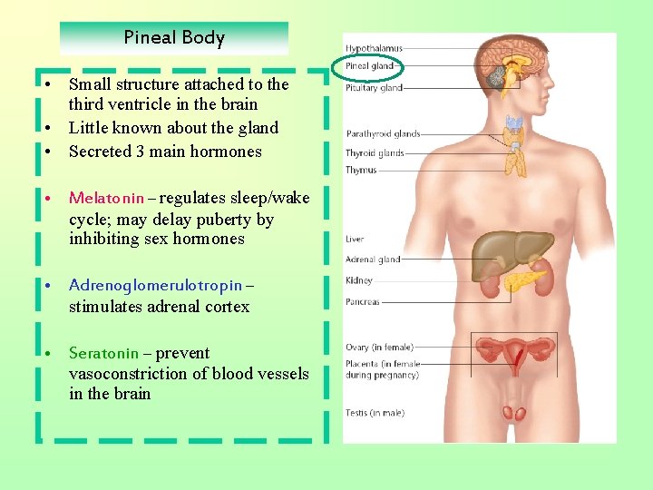 Pineal Body • Small structure attached to the third ventricle in the brain •