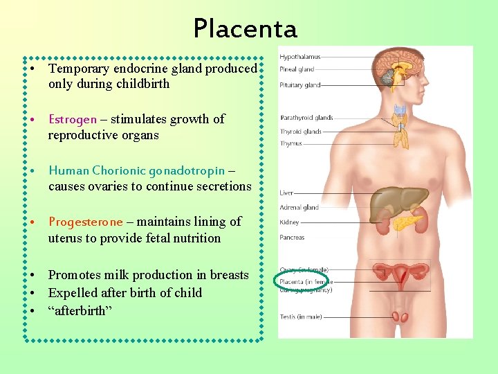 Placenta • Temporary endocrine gland produced only during childbirth • Estrogen – stimulates growth
