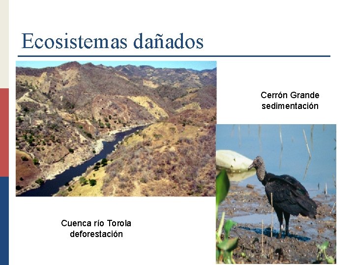 Ecosistemas dañados Cerrón Grande sedimentación Cuenca río Torola deforestación 