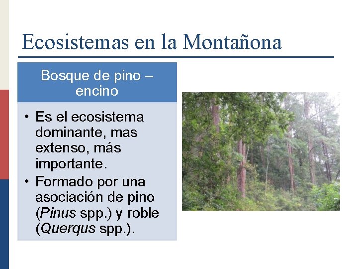 Ecosistemas en la Montañona Bosque de pino – encino • Es el ecosistema dominante,