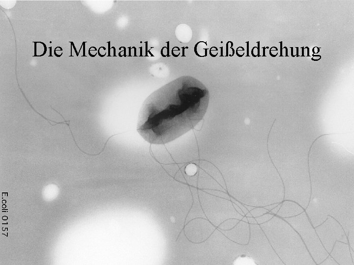 Die Mechanik der Geißeldrehung 