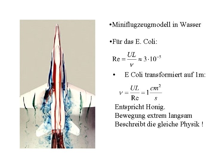  • Miniflugzeugmodell in Wasser • Für das E. Coli: • E Coli transformiert