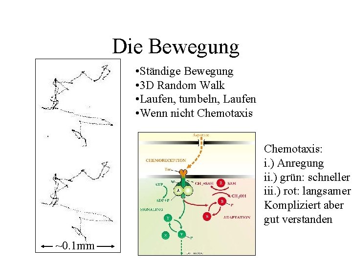 Die Bewegung • Ständige Bewegung • 3 D Random Walk • Laufen, tumbeln, Laufen