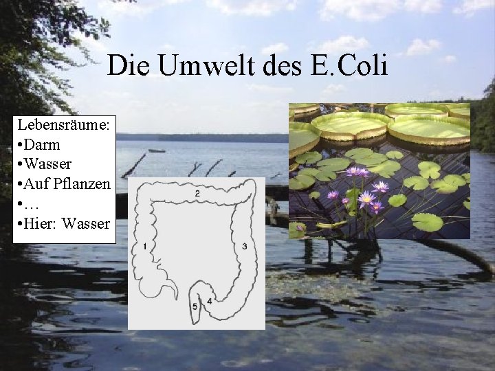 Die Umwelt des E. Coli Lebensräume: • Darm • Wasser • Auf Pflanzen •