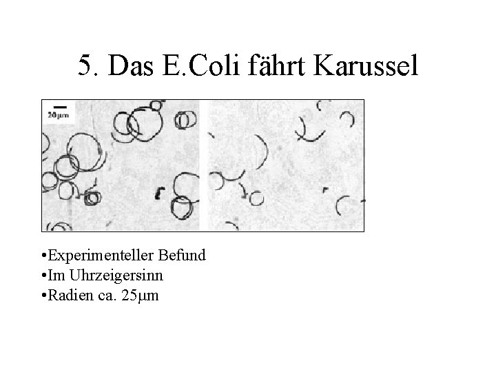 5. Das E. Coli fährt Karussel • Experimenteller Befund • Im Uhrzeigersinn • Radien