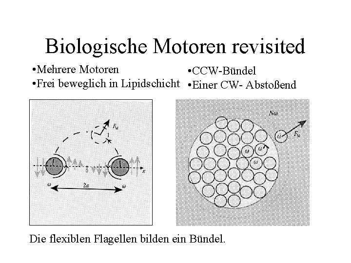 Biologische Motoren revisited • Mehrere Motoren • CCW-Bündel • Frei beweglich in Lipidschicht •