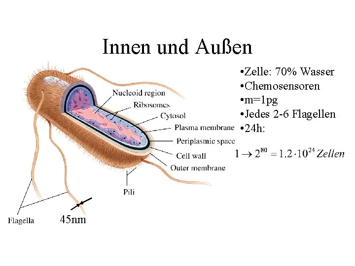 Innen und Außen • Zelle: 70% Wasser • Chemosensoren • m=1 pg • Jedes