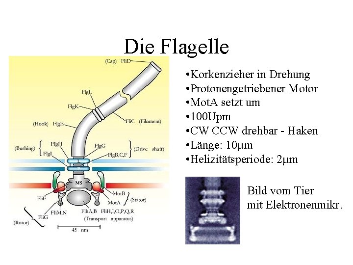 Die Flagelle • Korkenzieher in Drehung • Protonengetriebener Motor • Mot. A setzt um